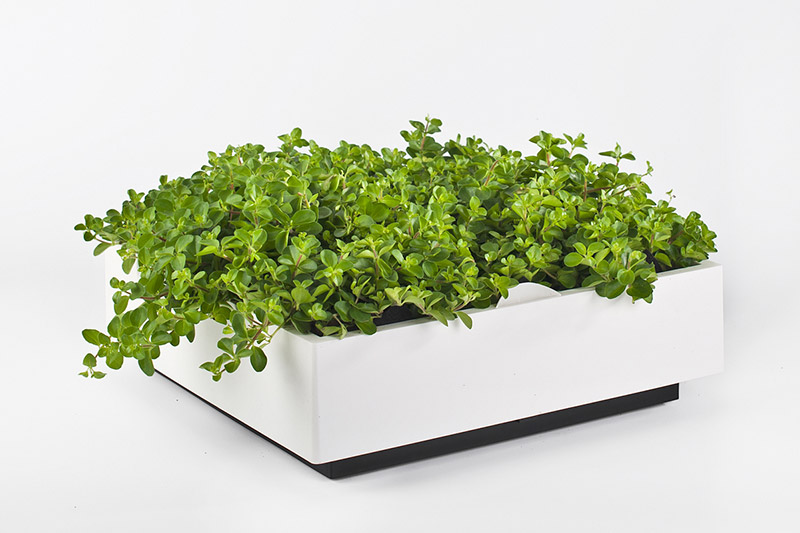 Wandbegrünung Design Idee sehr gut getestet Vertikaler Garten indoor outdoor